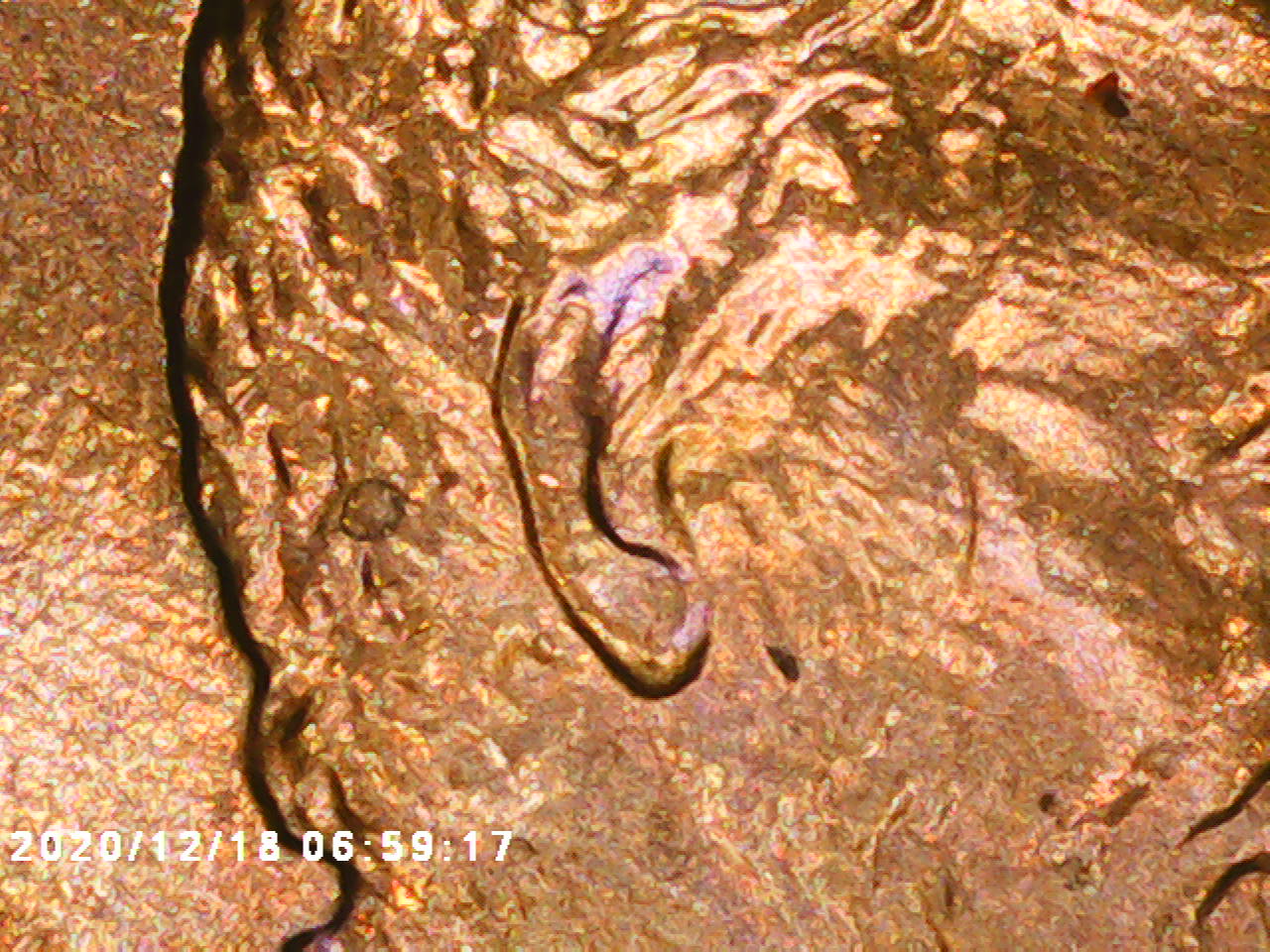 2004-LSC-With-A-Different-Style-Ear